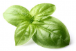 basil