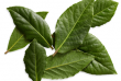 bayleaf2