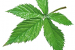 blackberryleaf2