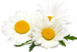 chamomile