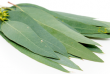 eucalyptus2